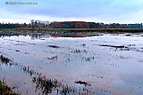 16-11-2023  Breda - De vele regen van afgelopen dagen zet velden buiten de stad blank. De grond is nu al verzadigd. - Fotokrant